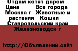 Отдам котят даром › Цена ­ 10 - Все города, Москва г. Животные и растения » Кошки   . Ставропольский край,Железноводск г.